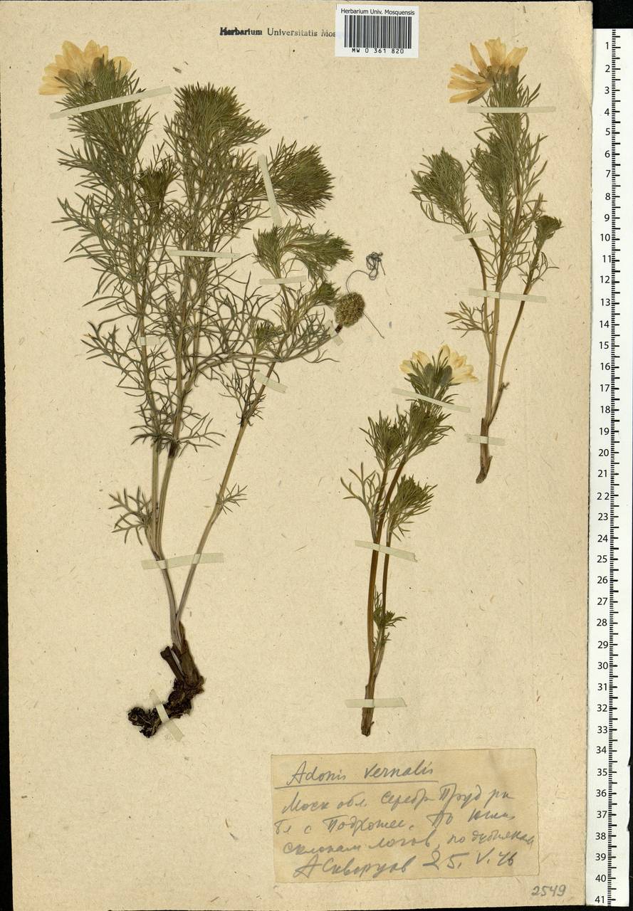 Adonis vernalis L., Eastern Europe, Moscow region (E4a) (Russia)
