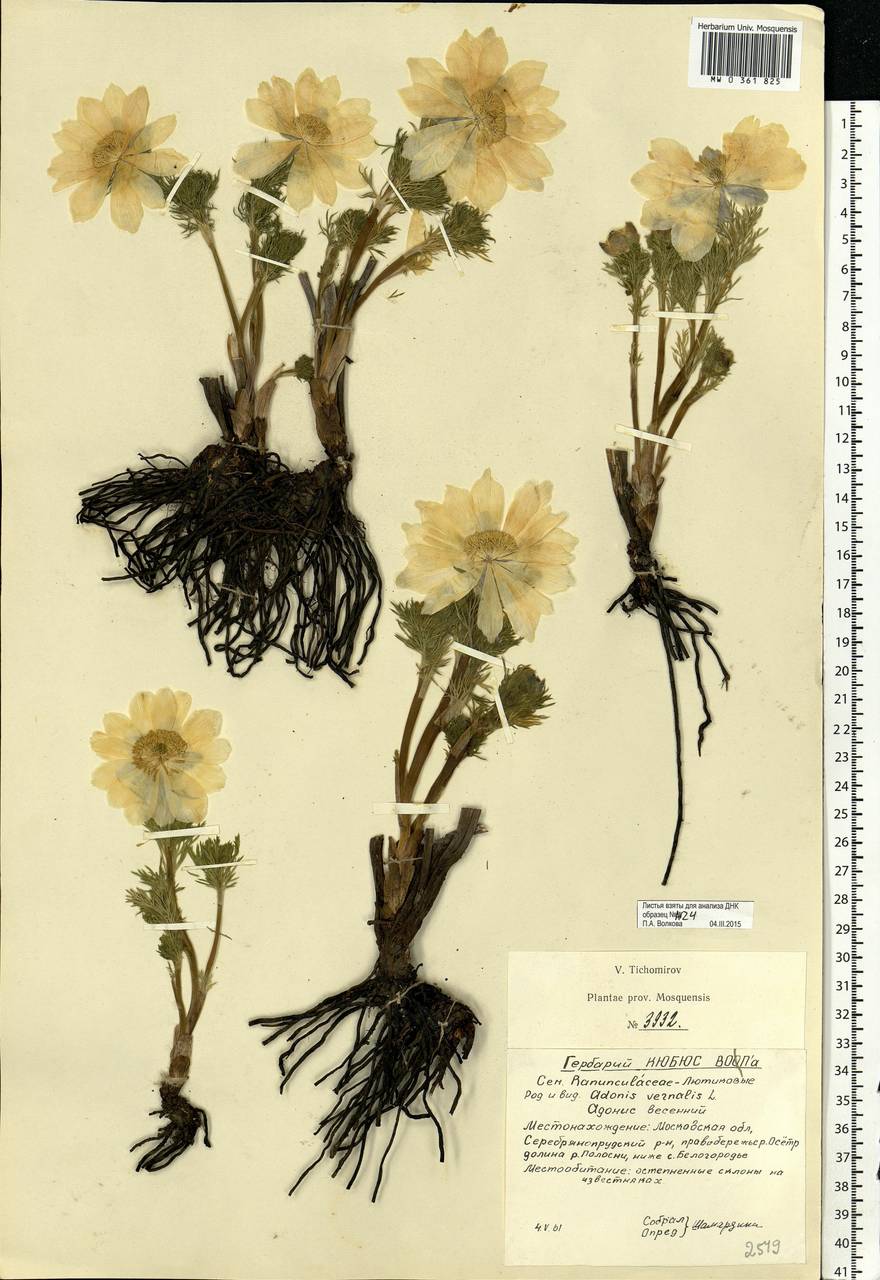 Adonis vernalis L., Eastern Europe, Moscow region (E4a) (Russia)