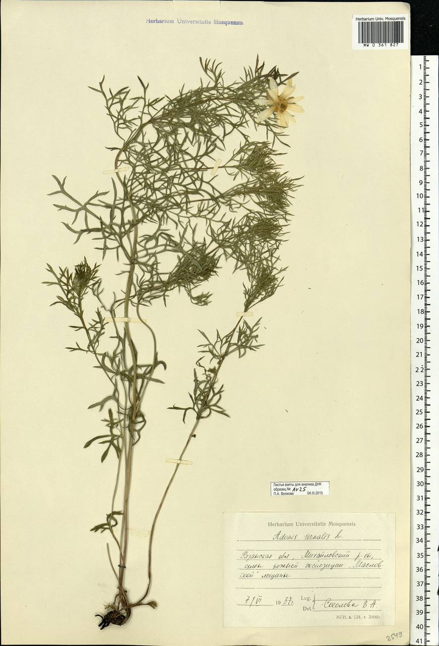 Adonis vernalis L., Eastern Europe, Central region (E4) (Russia)