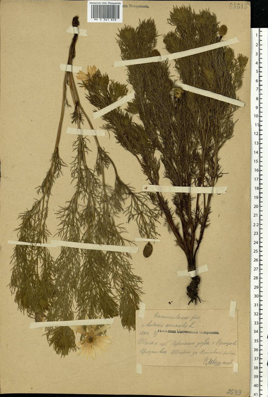 Adonis vernalis L., Eastern Europe, Central region (E4) (Russia)