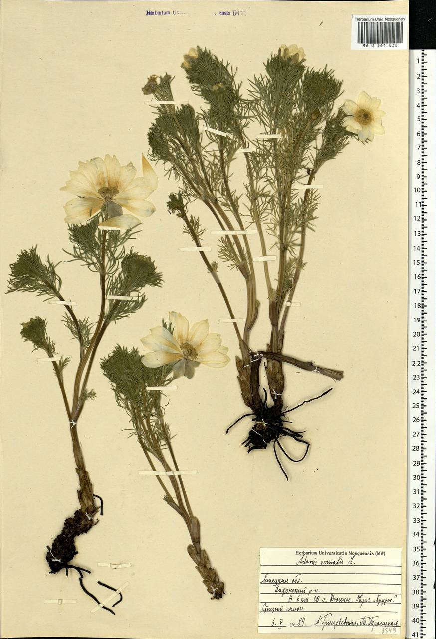 Adonis vernalis L., Eastern Europe, Central forest-and-steppe region (E6) (Russia)