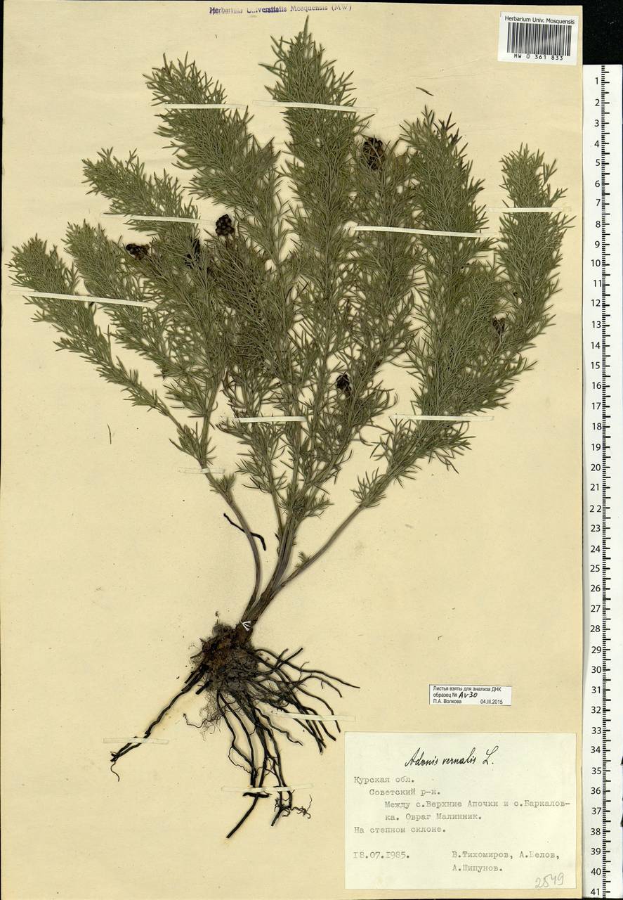 Adonis vernalis L., Eastern Europe, Central forest-and-steppe region (E6) (Russia)