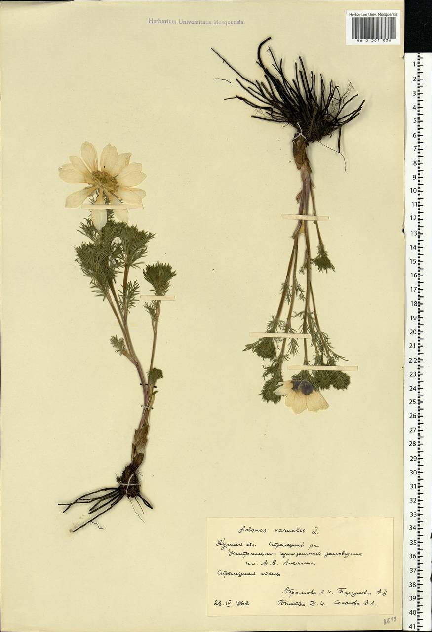 Adonis vernalis L., Eastern Europe, Central forest-and-steppe region (E6) (Russia)