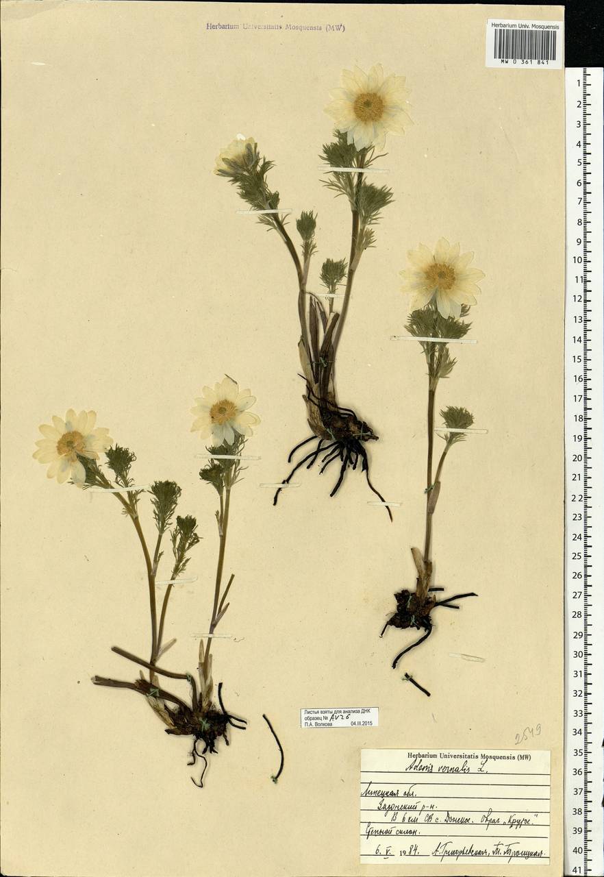 Adonis vernalis L., Eastern Europe, Central forest-and-steppe region (E6) (Russia)