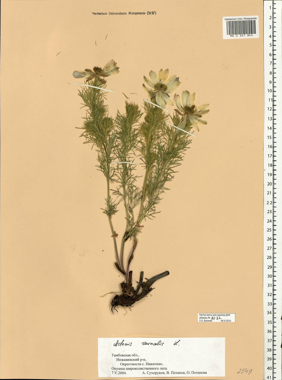 Adonis vernalis L., Eastern Europe, Central forest-and-steppe region (E6) (Russia)