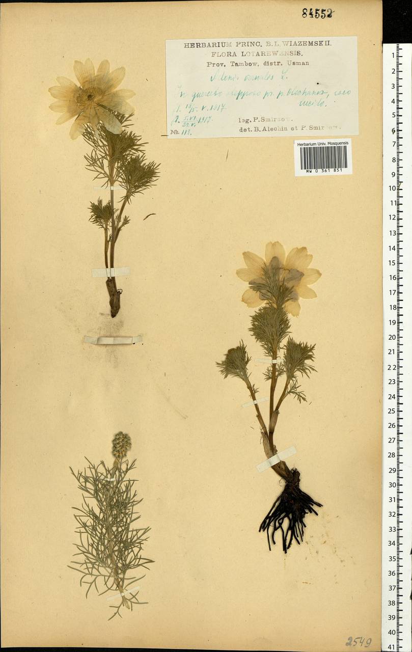 Adonis vernalis L., Eastern Europe, Central forest-and-steppe region (E6) (Russia)