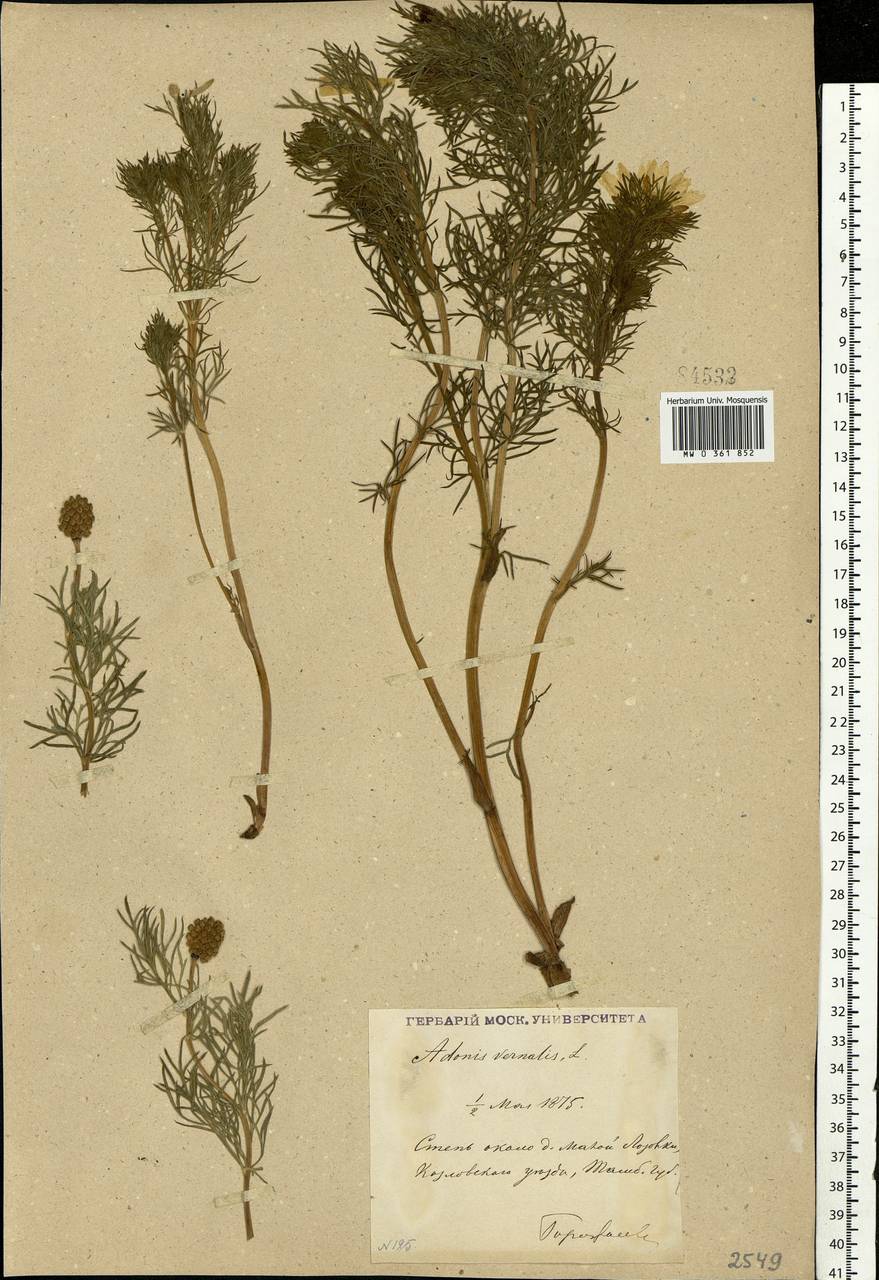 Adonis vernalis L., Eastern Europe, Central forest-and-steppe region (E6) (Russia)