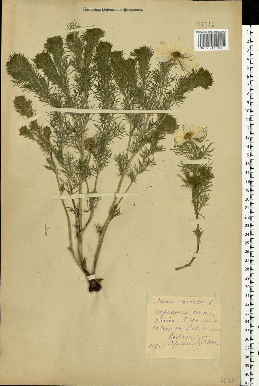 Adonis vernalis L., Eastern Europe, Central forest-and-steppe region (E6) (Russia)