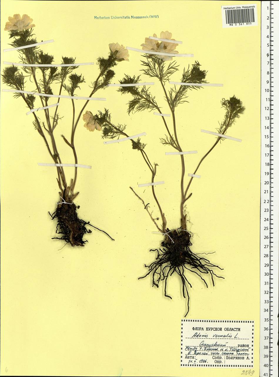 Adonis vernalis L., Eastern Europe, Central forest-and-steppe region (E6) (Russia)