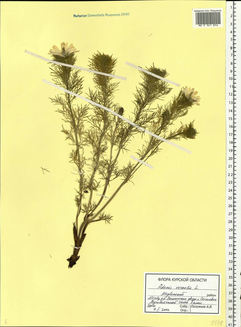 Adonis vernalis L., Eastern Europe, Central forest-and-steppe region (E6) (Russia)