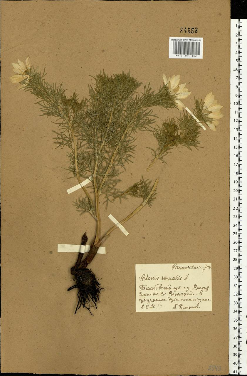 Adonis vernalis L., Eastern Europe, Central forest-and-steppe region (E6) (Russia)