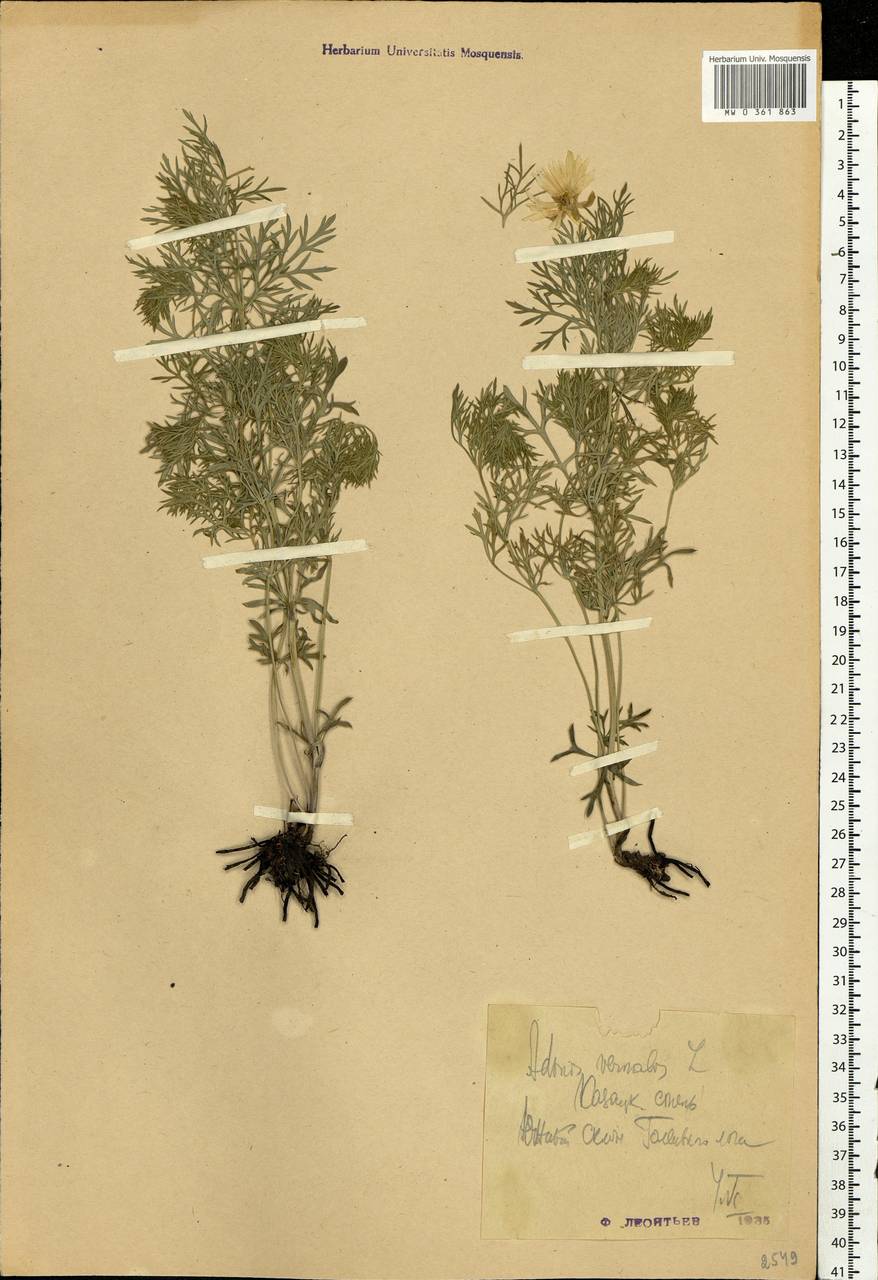 Adonis vernalis L., Eastern Europe, Central forest-and-steppe region (E6) (Russia)