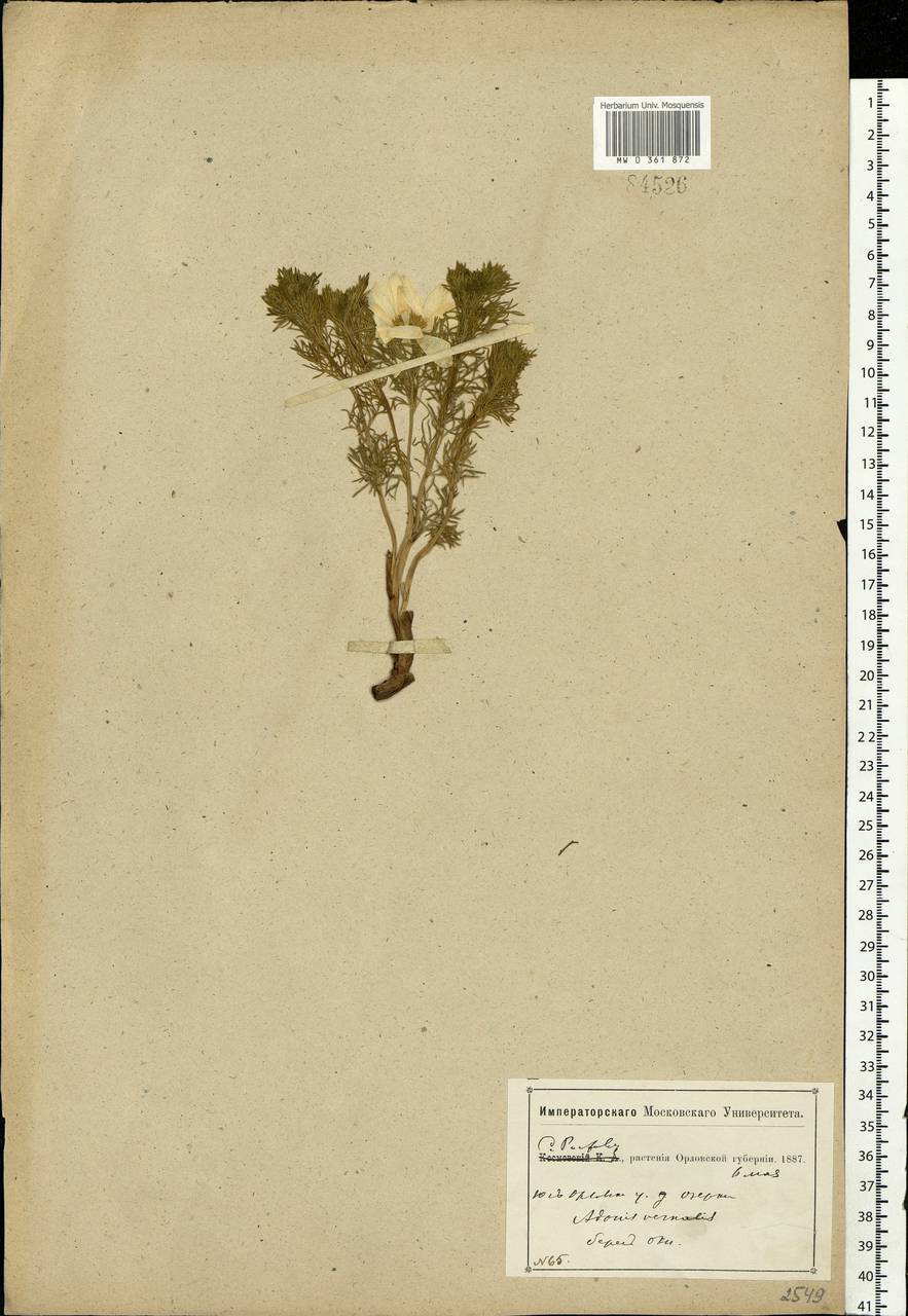 Adonis vernalis L., Eastern Europe, Central forest-and-steppe region (E6) (Russia)