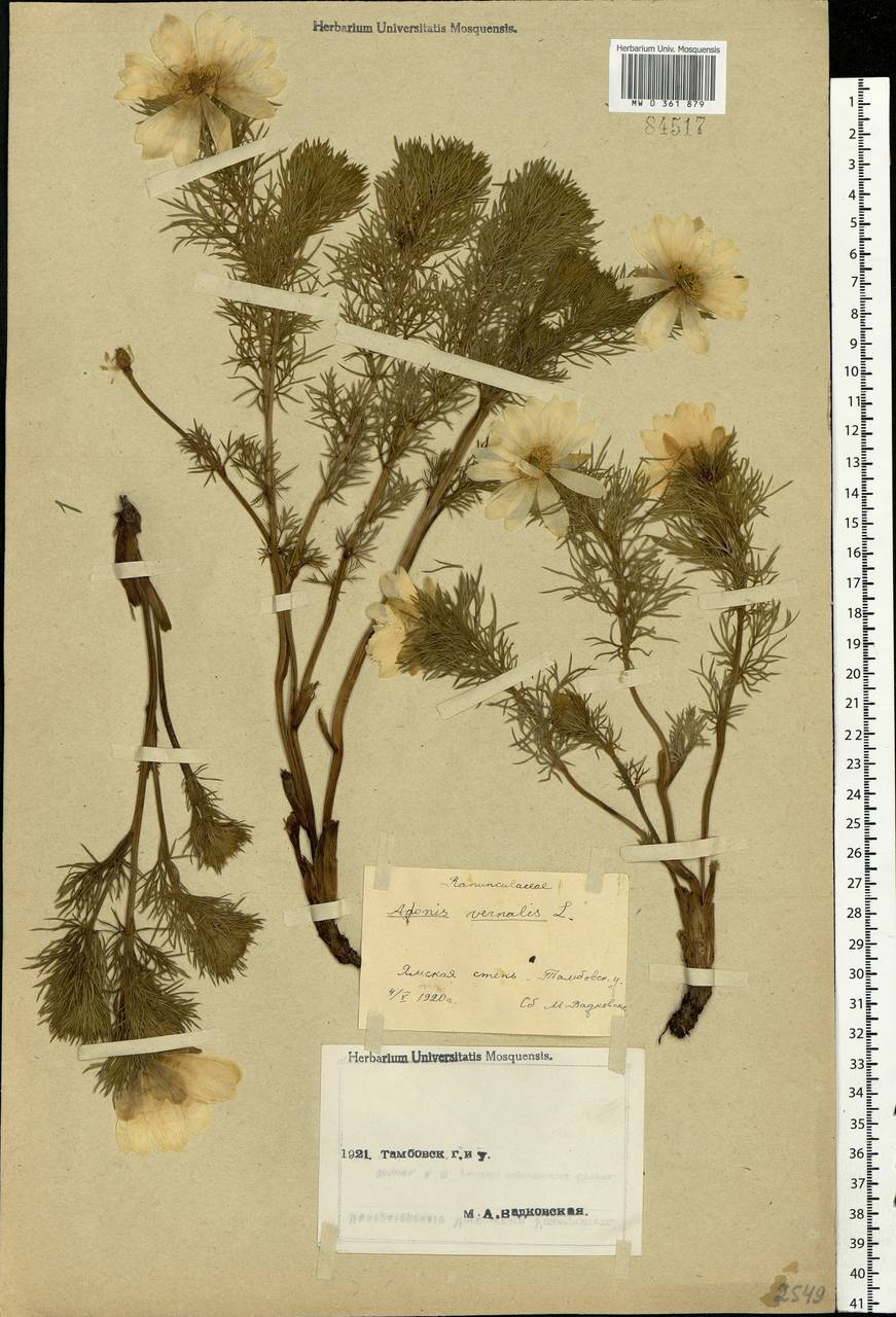 Adonis vernalis L., Eastern Europe, Central forest-and-steppe region (E6) (Russia)