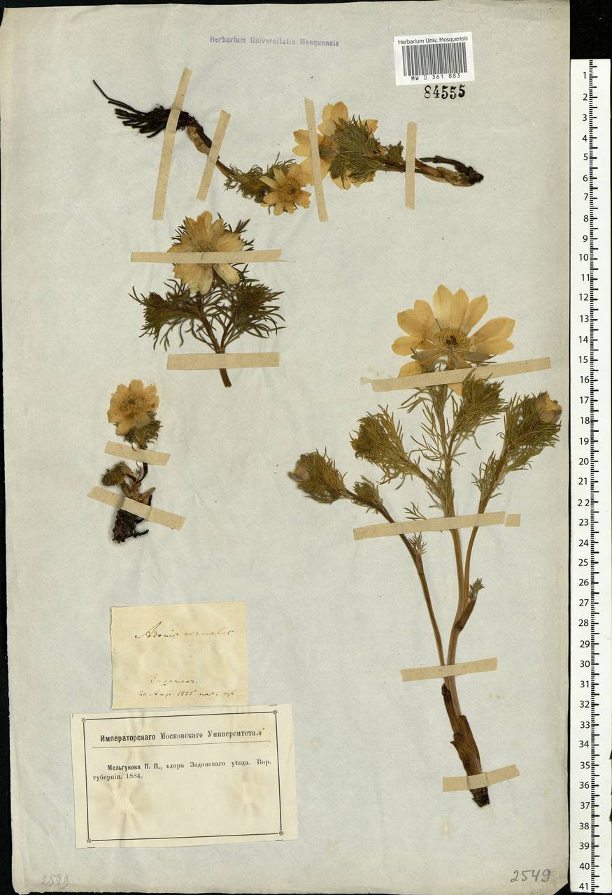 Adonis vernalis L., Eastern Europe, Central forest-and-steppe region (E6) (Russia)