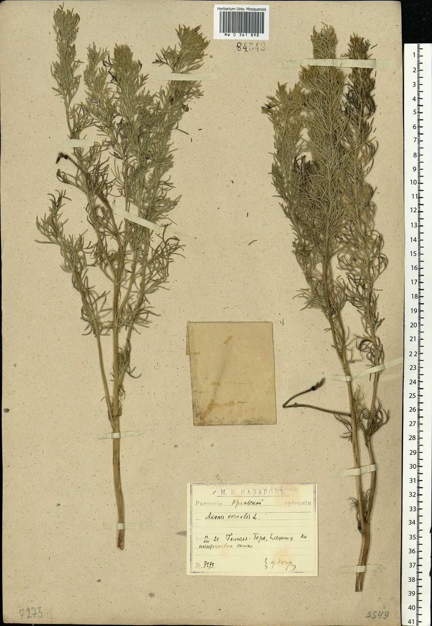 Adonis vernalis L., Eastern Europe, Central forest-and-steppe region (E6) (Russia)