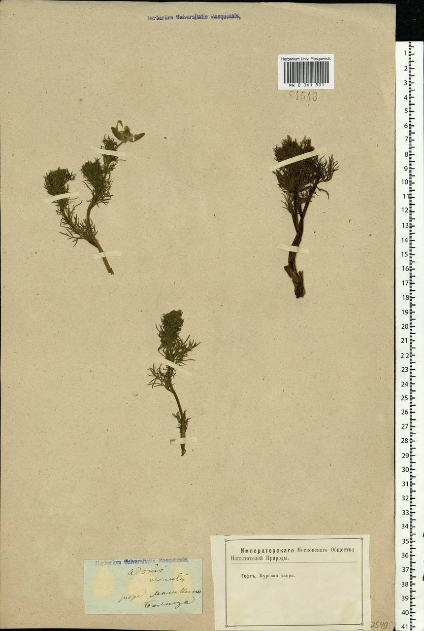 Adonis vernalis L., Eastern Europe, Central forest-and-steppe region (E6) (Russia)