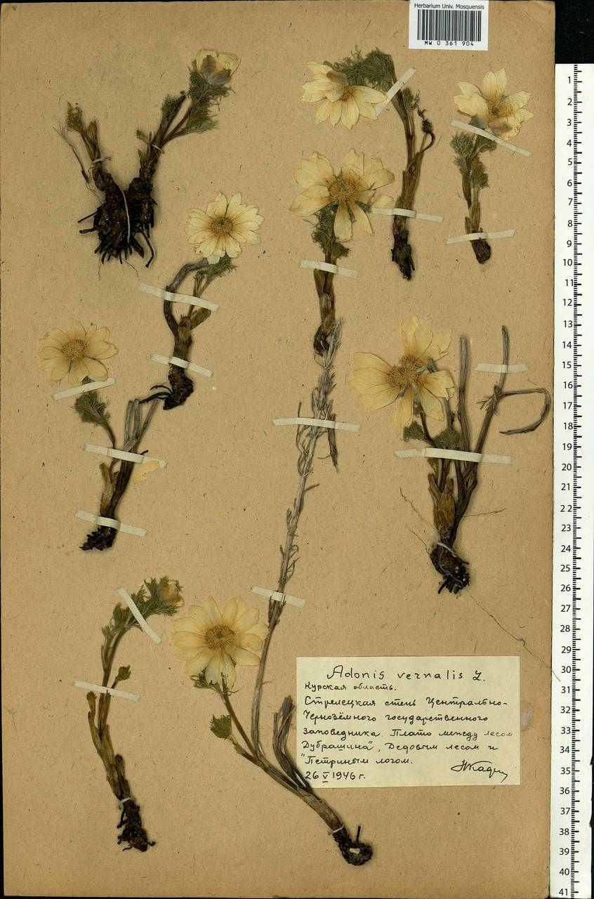 Adonis vernalis L., Eastern Europe, Central forest-and-steppe region (E6) (Russia)
