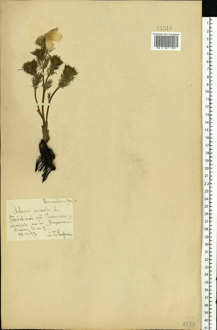 Adonis vernalis L., Eastern Europe, Central forest-and-steppe region (E6) (Russia)