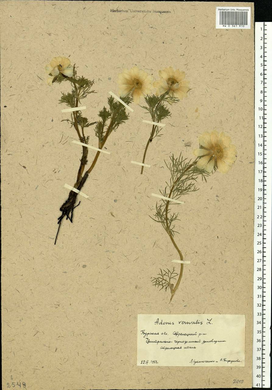 Adonis vernalis L., Eastern Europe, Central forest-and-steppe region (E6) (Russia)