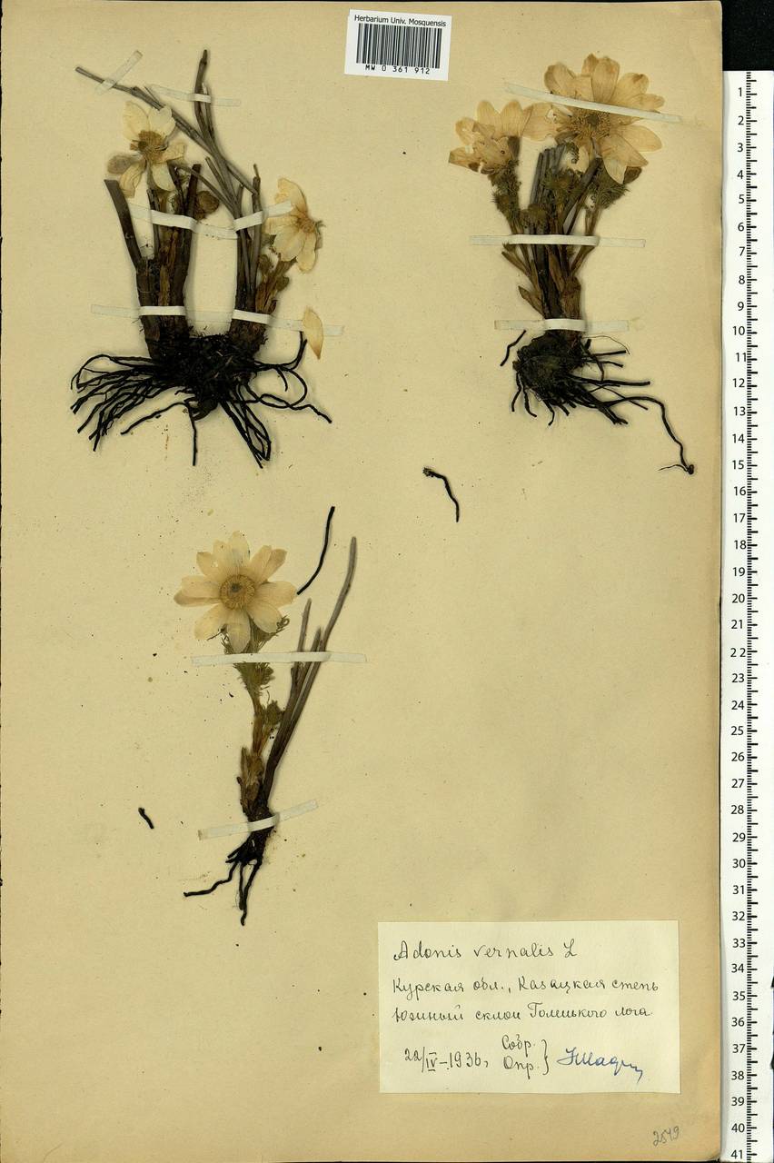 Adonis vernalis L., Eastern Europe, Central forest-and-steppe region (E6) (Russia)