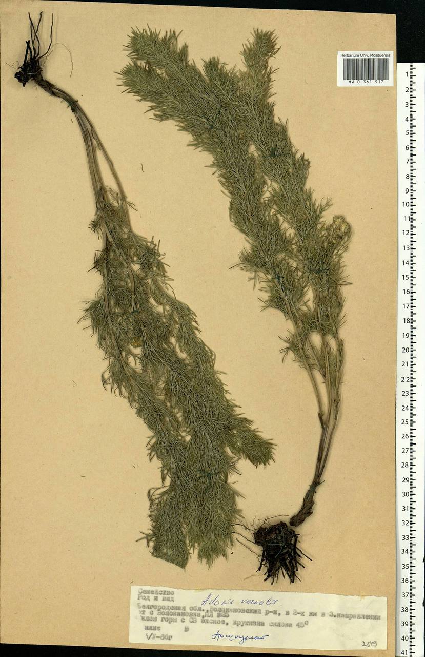 Adonis vernalis L., Eastern Europe, Central forest-and-steppe region (E6) (Russia)