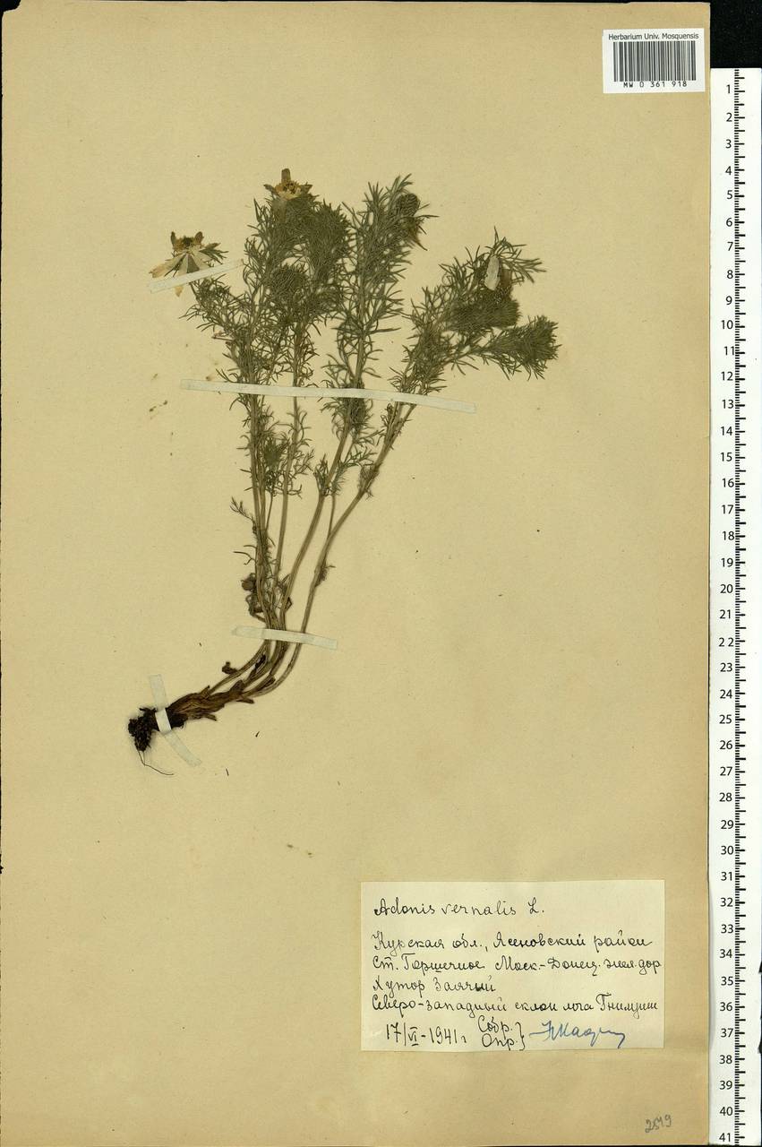 Adonis vernalis L., Eastern Europe, Central forest-and-steppe region (E6) (Russia)