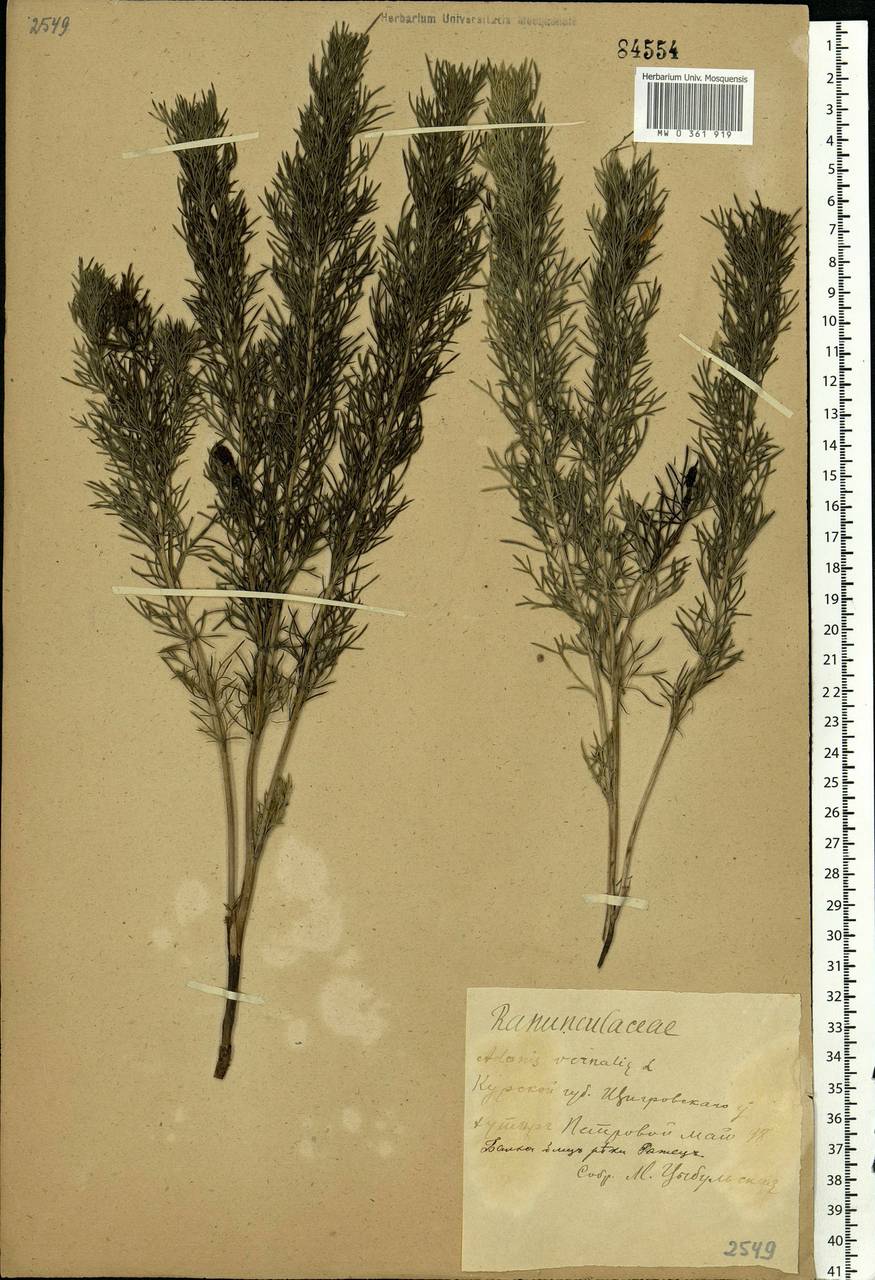 Adonis vernalis L., Eastern Europe, Central forest-and-steppe region (E6) (Russia)
