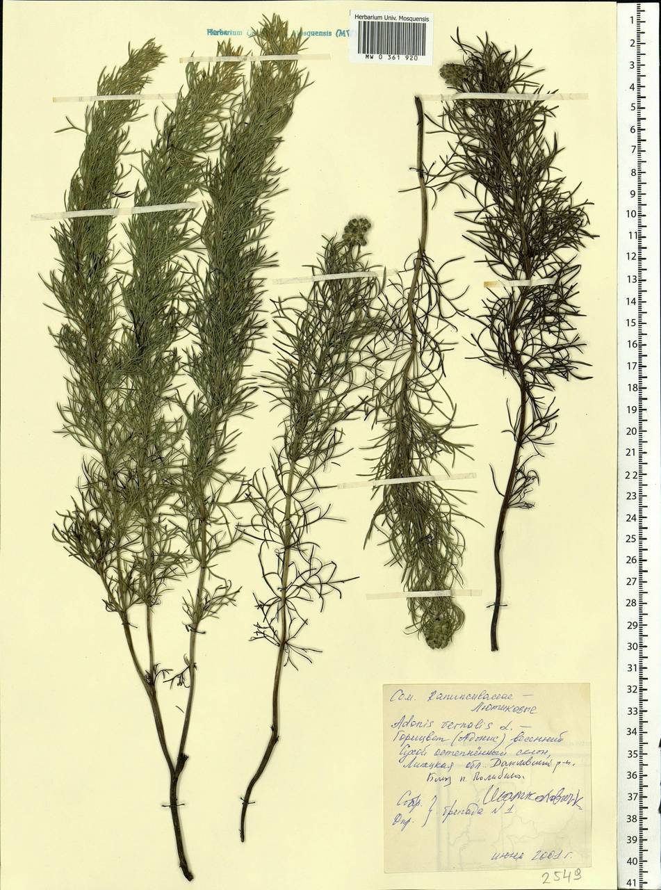 Adonis vernalis L., Eastern Europe, Central forest-and-steppe region (E6) (Russia)