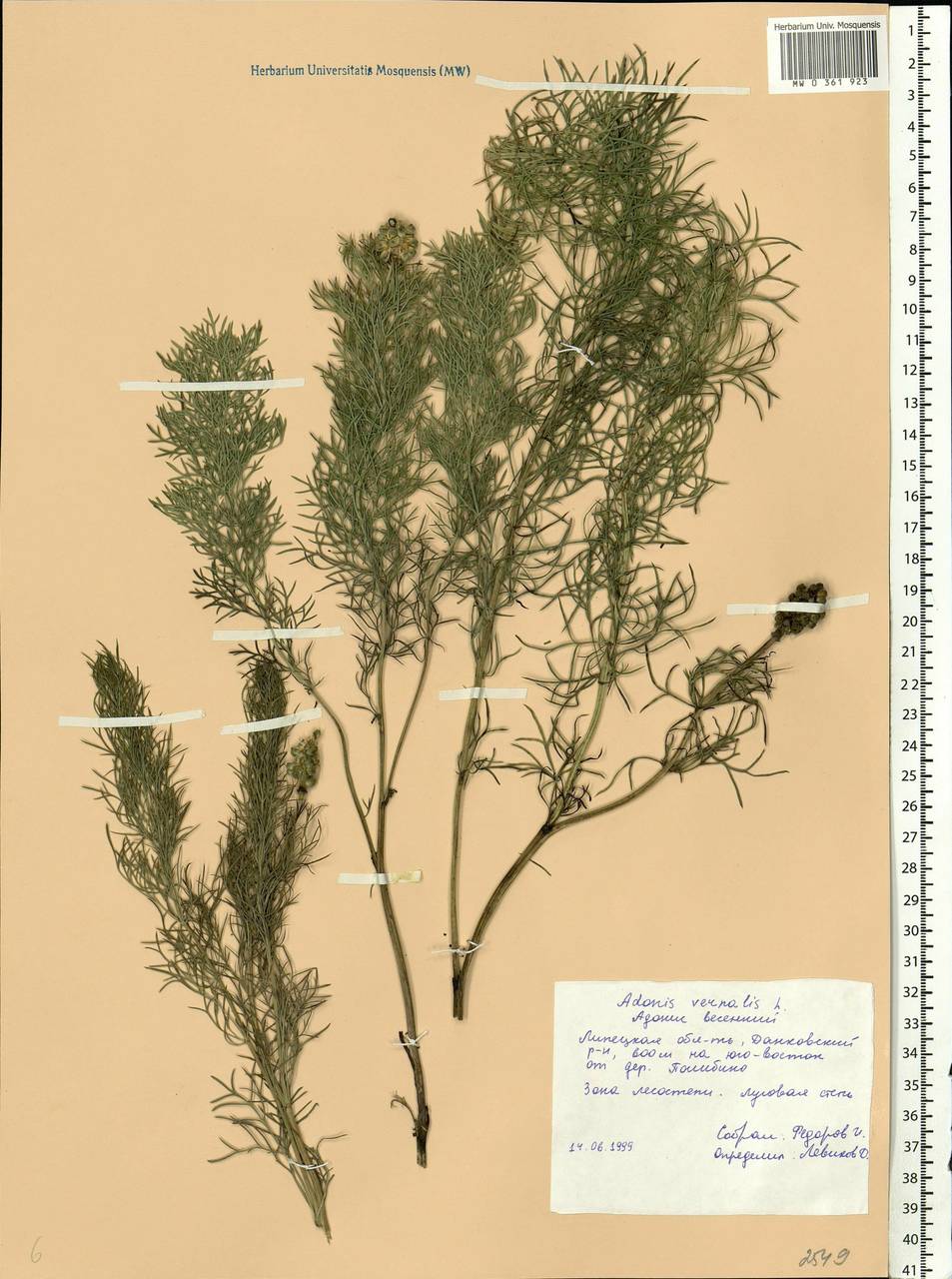 Adonis vernalis L., Eastern Europe, Central forest-and-steppe region (E6) (Russia)
