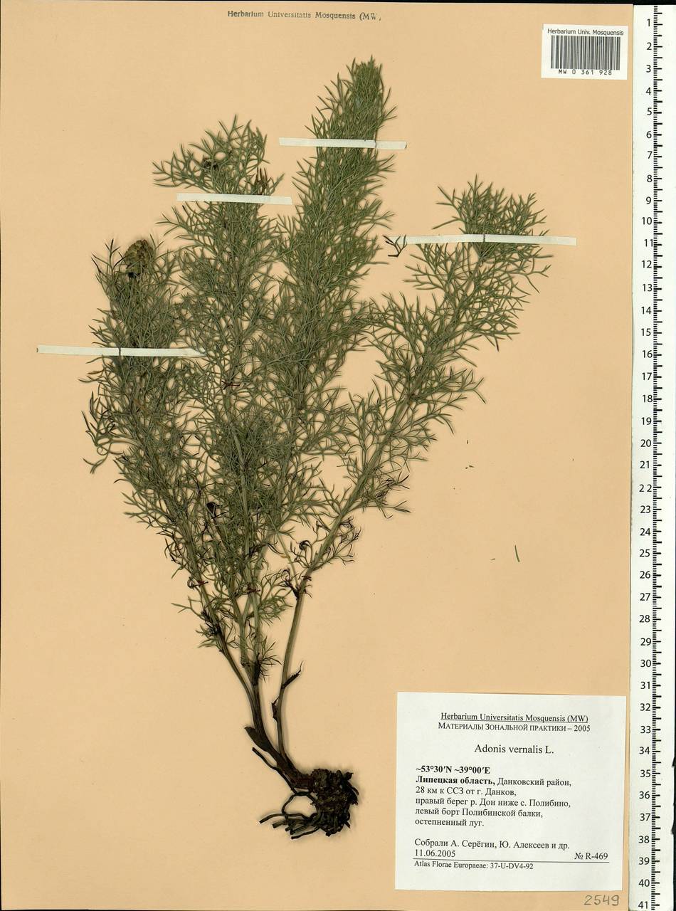 Adonis vernalis L., Eastern Europe, Central forest-and-steppe region (E6) (Russia)