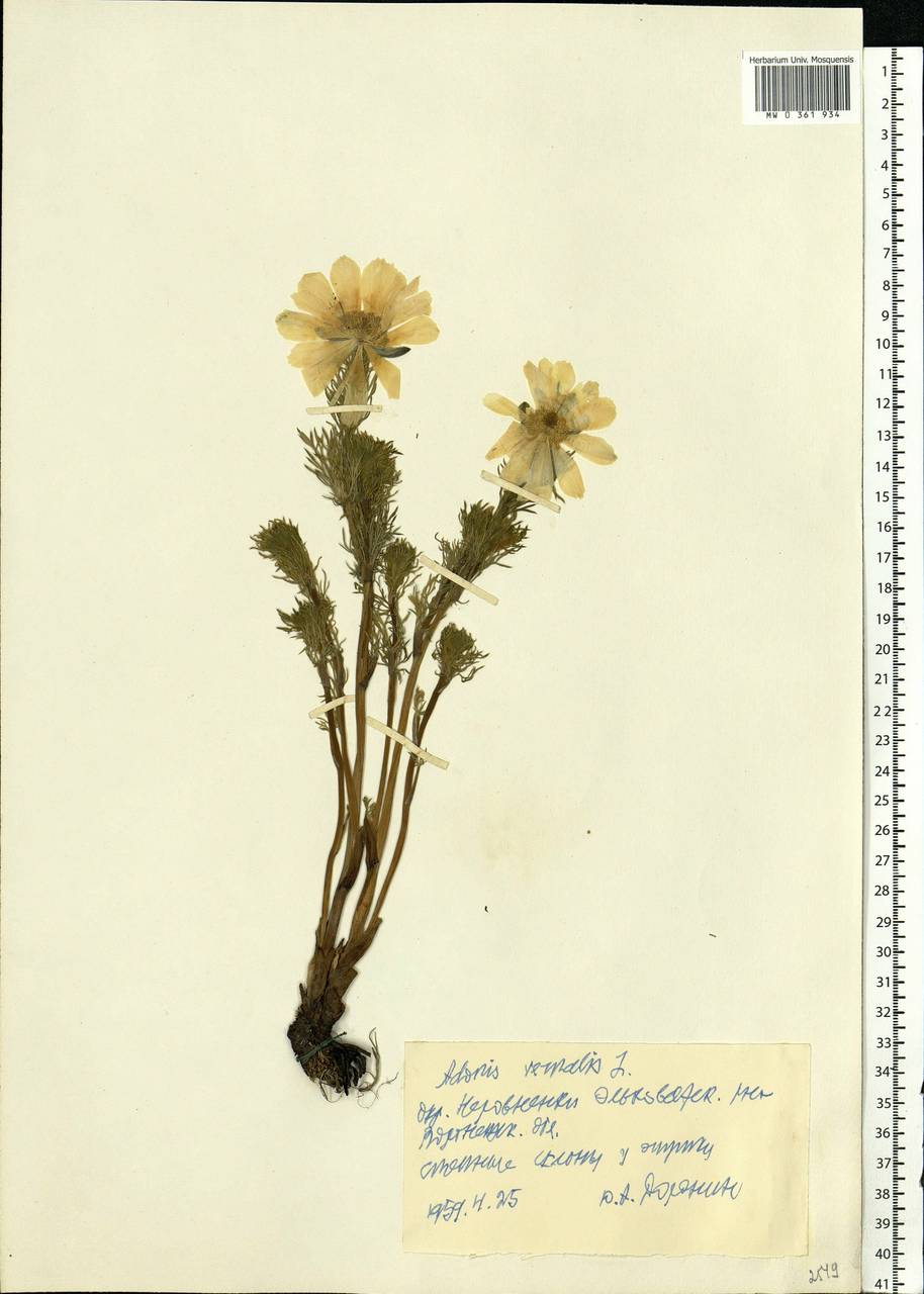 Adonis vernalis L., Eastern Europe, Central forest-and-steppe region (E6) (Russia)