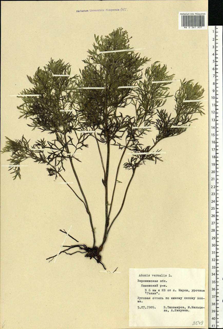Adonis vernalis L., Eastern Europe, Central forest-and-steppe region (E6) (Russia)