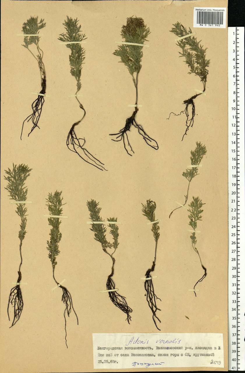 Adonis vernalis L., Eastern Europe, Central forest-and-steppe region (E6) (Russia)