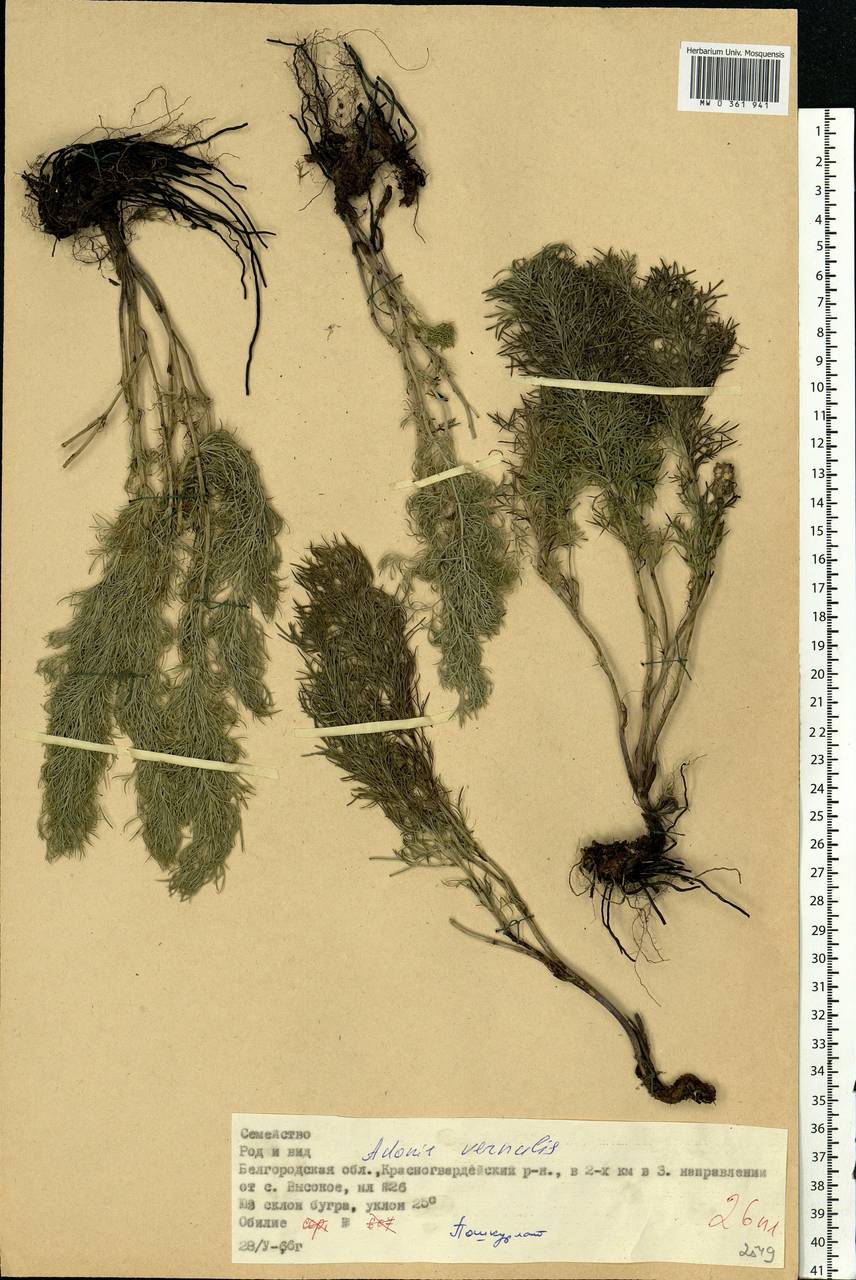 Adonis vernalis L., Eastern Europe, Central forest-and-steppe region (E6) (Russia)