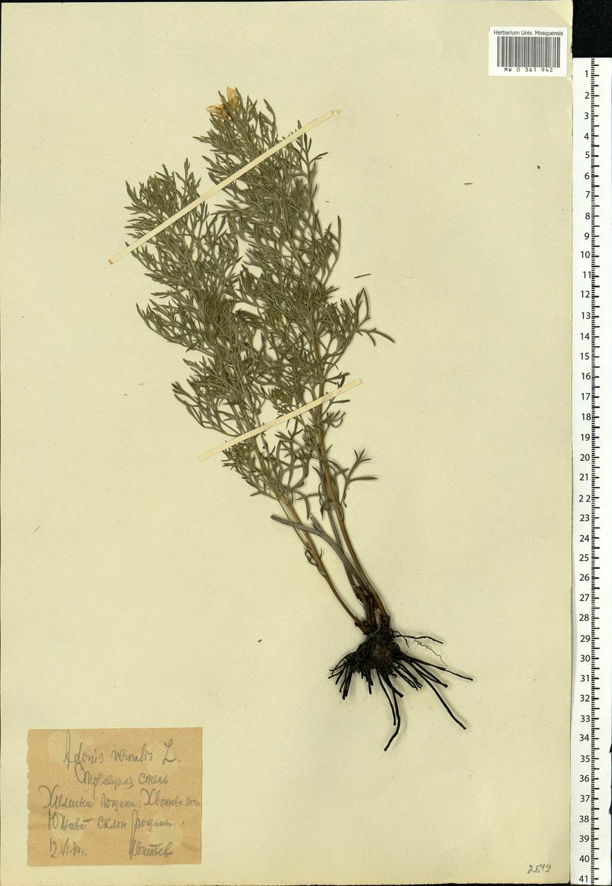 Adonis vernalis L., Eastern Europe, Central forest-and-steppe region (E6) (Russia)