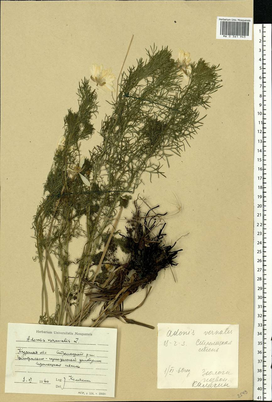 Adonis vernalis L., Eastern Europe, Central forest-and-steppe region (E6) (Russia)