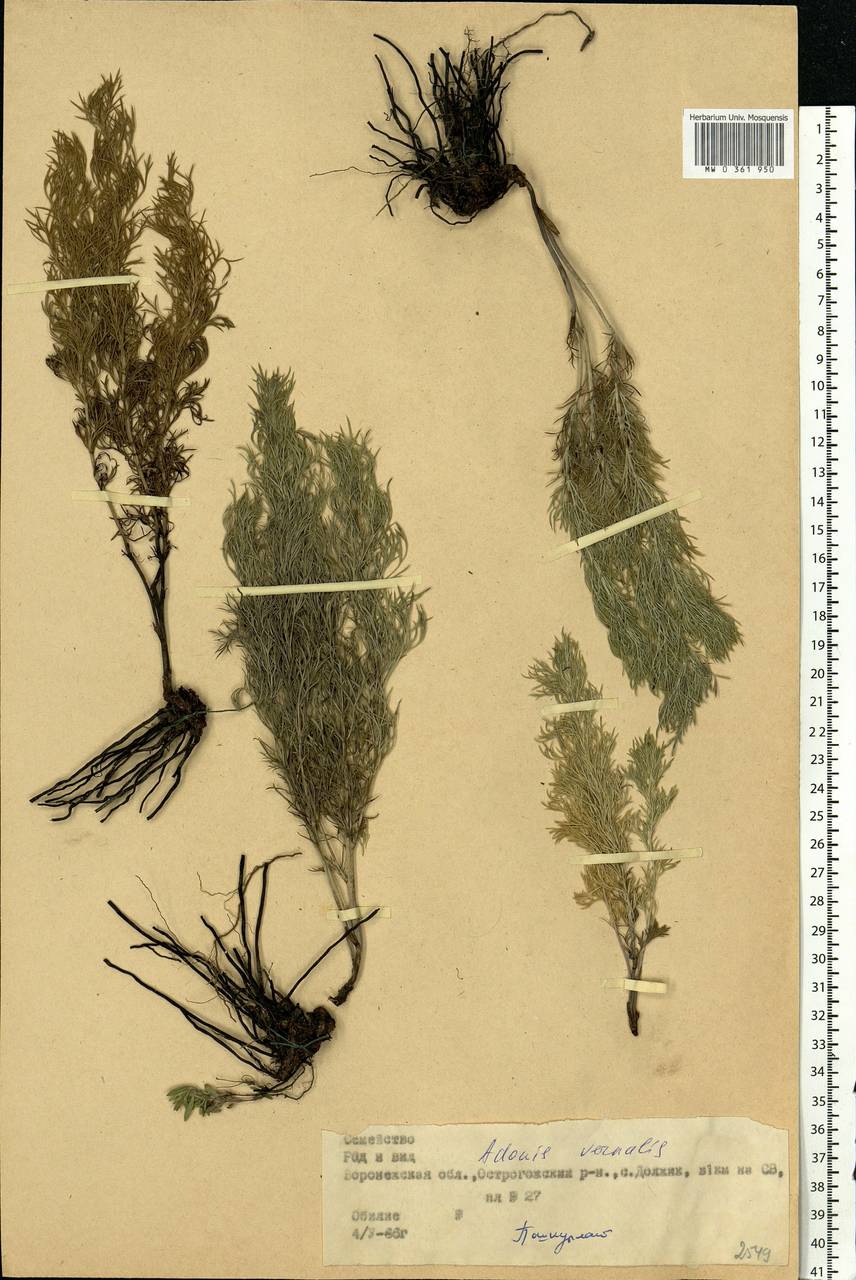 Adonis vernalis L., Eastern Europe, Central forest-and-steppe region (E6) (Russia)