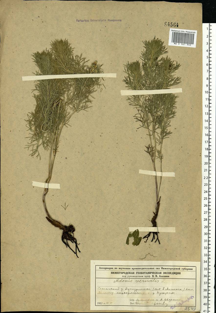 Adonis vernalis L., Eastern Europe, Volga-Kama region (E7) (Russia)