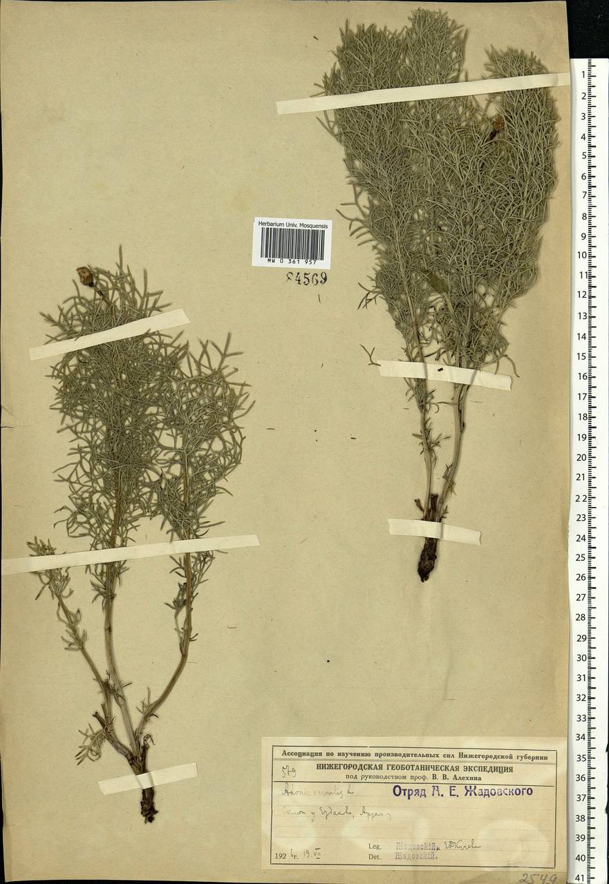 Adonis vernalis L., Eastern Europe, Volga-Kama region (E7) (Russia)