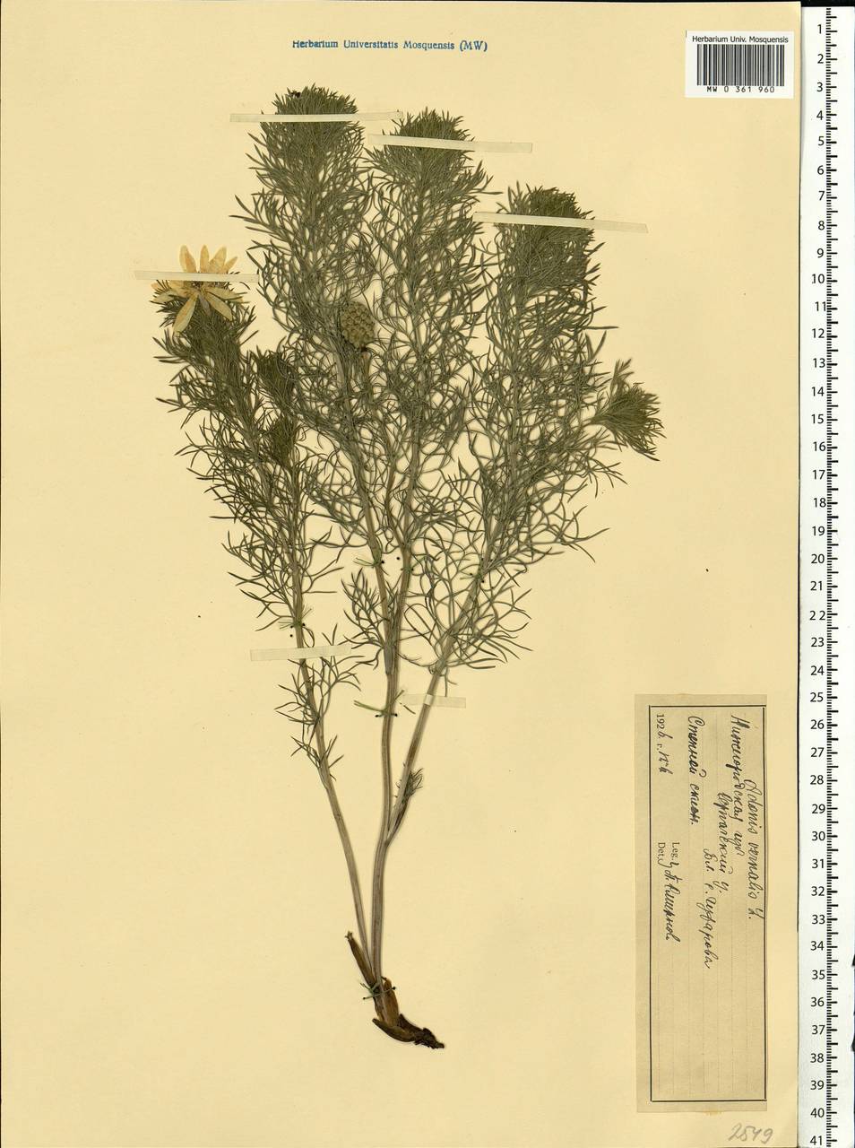 Adonis vernalis L., Eastern Europe, Volga-Kama region (E7) (Russia)