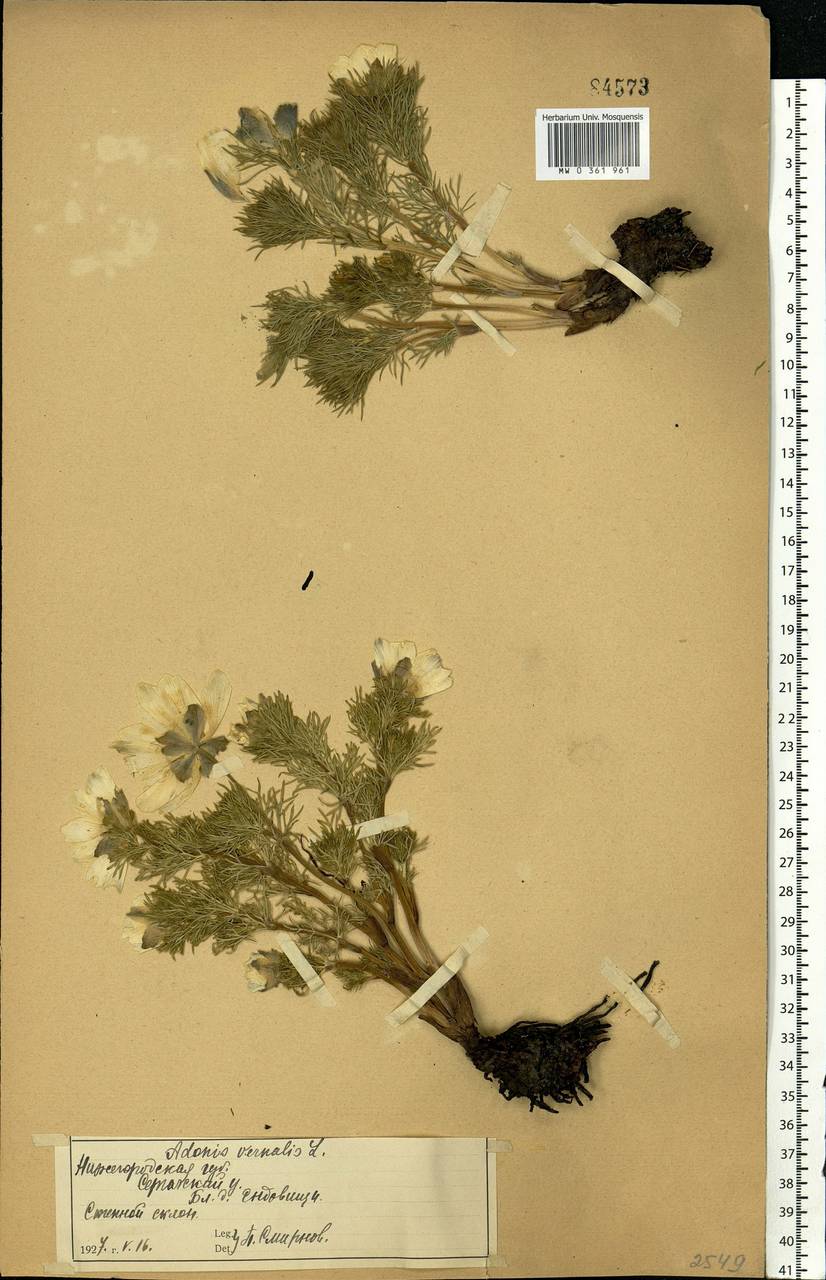 Adonis vernalis L., Eastern Europe, Volga-Kama region (E7) (Russia)