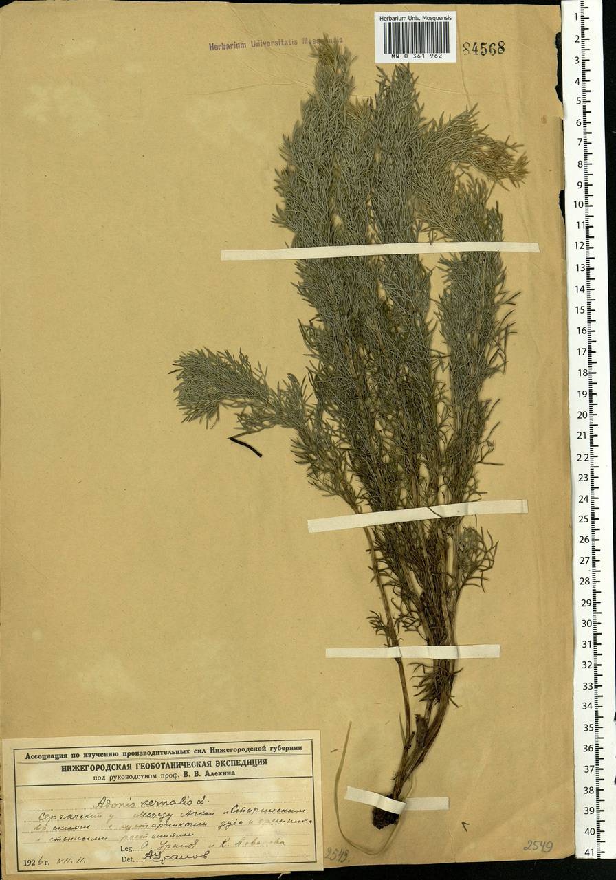 Adonis vernalis L., Eastern Europe, Volga-Kama region (E7) (Russia)
