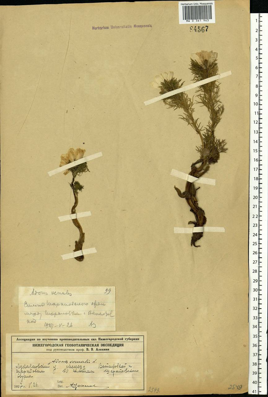 Adonis vernalis L., Eastern Europe, Volga-Kama region (E7) (Russia)