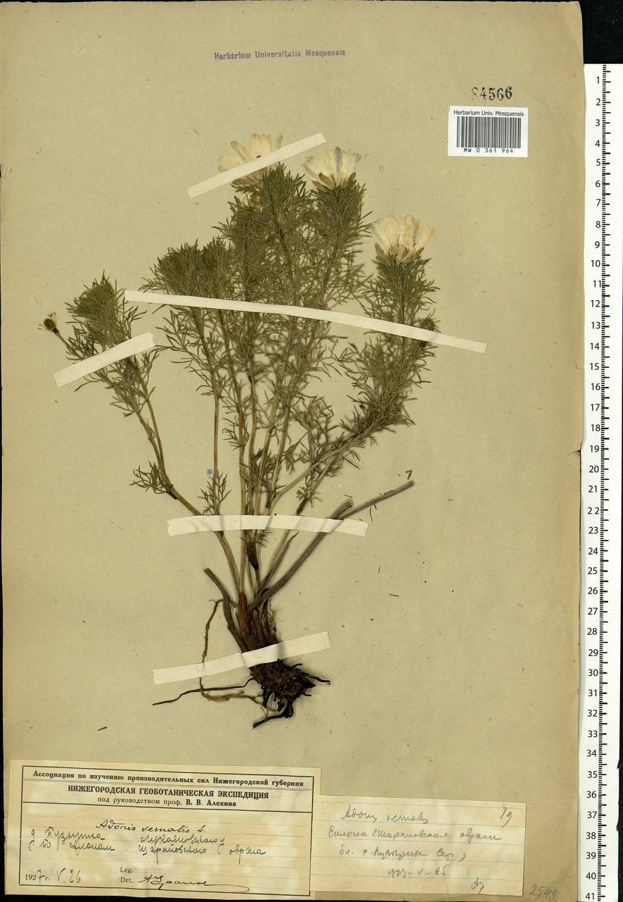 Adonis vernalis L., Eastern Europe, Volga-Kama region (E7) (Russia)