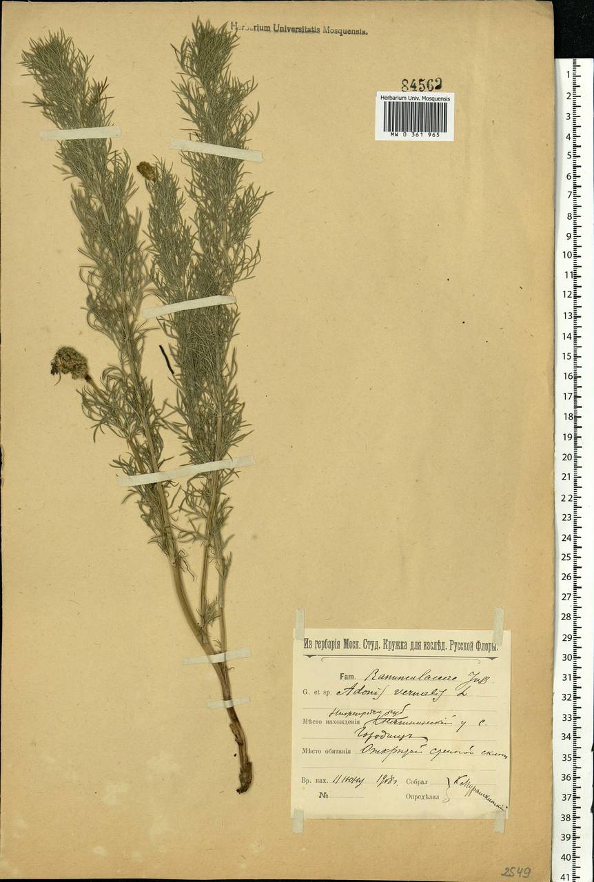 Adonis vernalis L., Eastern Europe, Volga-Kama region (E7) (Russia)