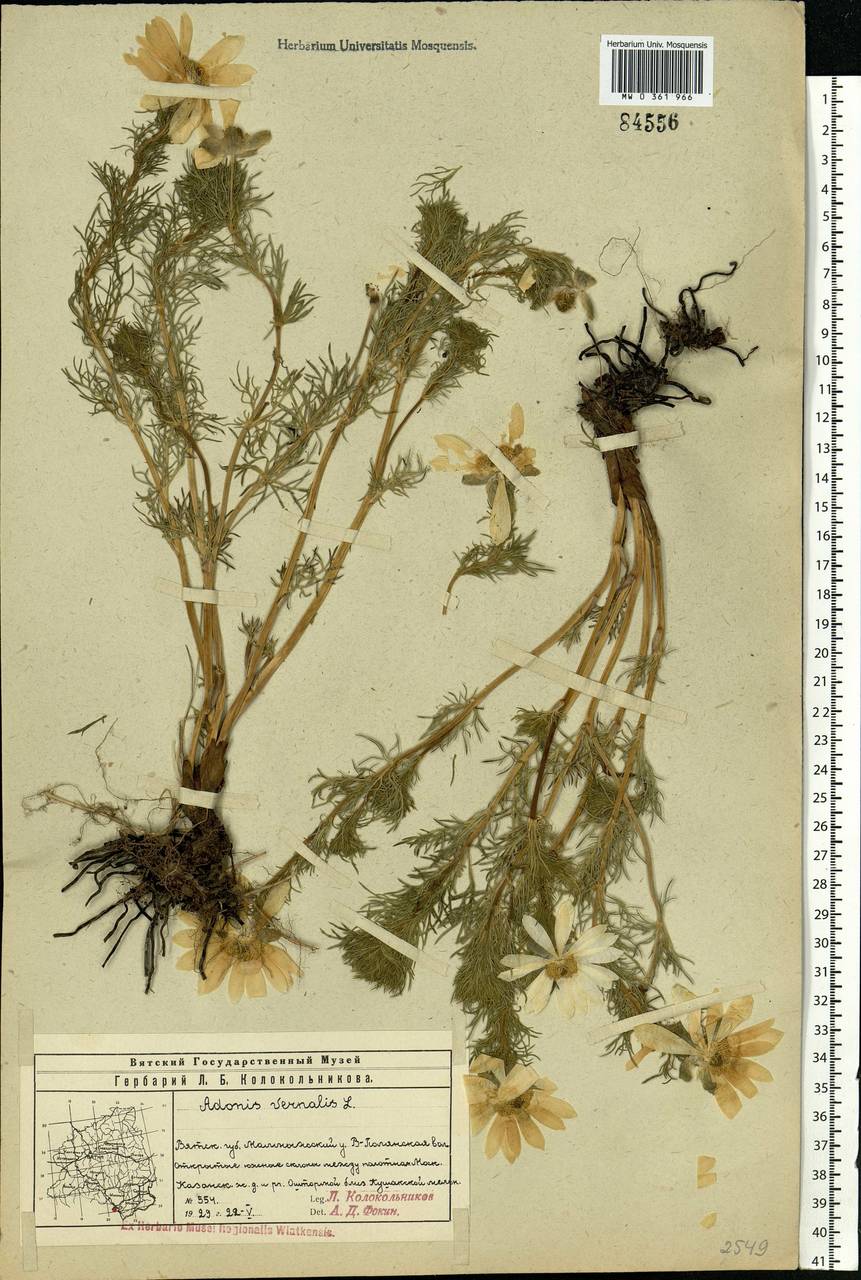 Adonis vernalis L., Eastern Europe, Volga-Kama region (E7) (Russia)