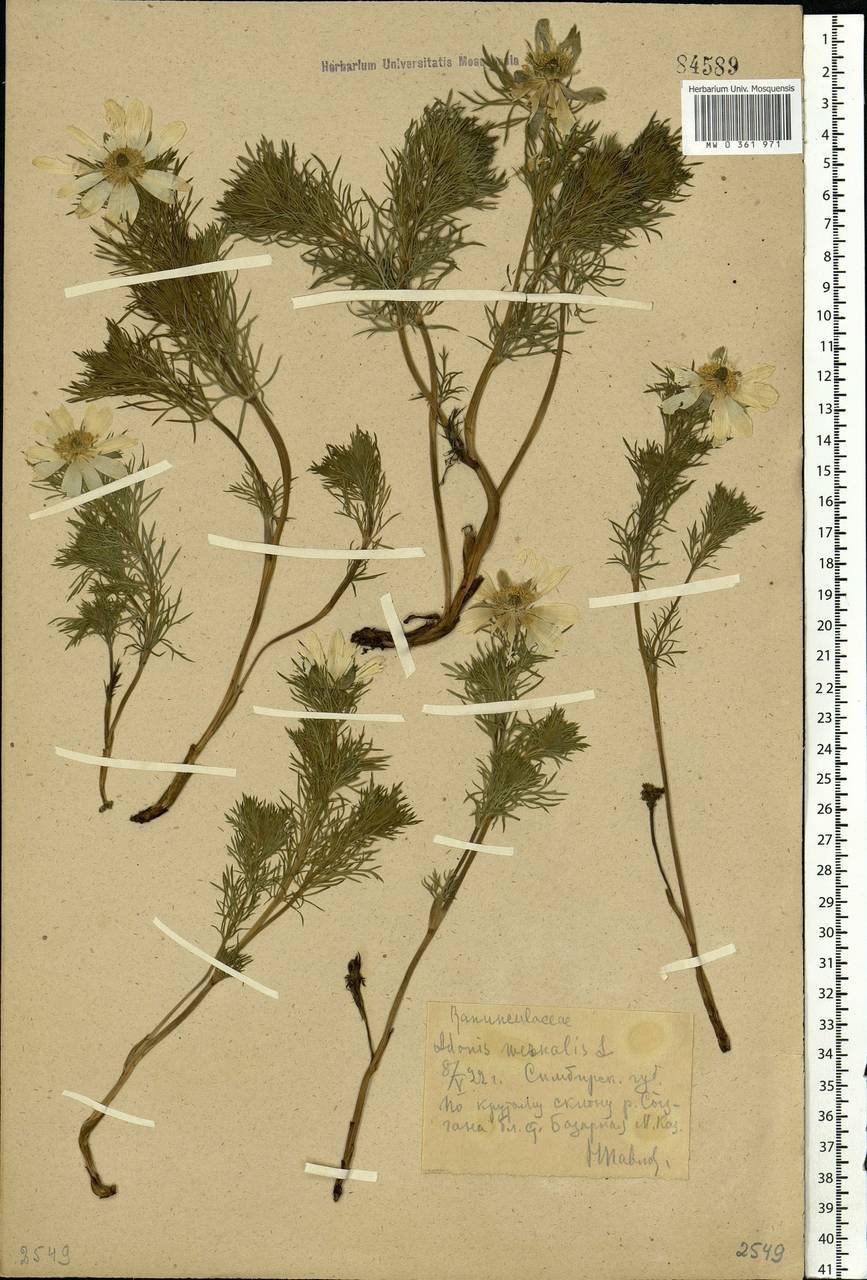 Adonis vernalis L., Eastern Europe, Middle Volga region (E8) (Russia)