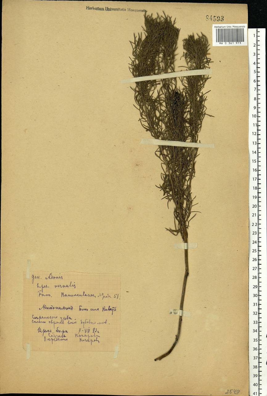 Adonis vernalis L., Eastern Europe, Middle Volga region (E8) (Russia)