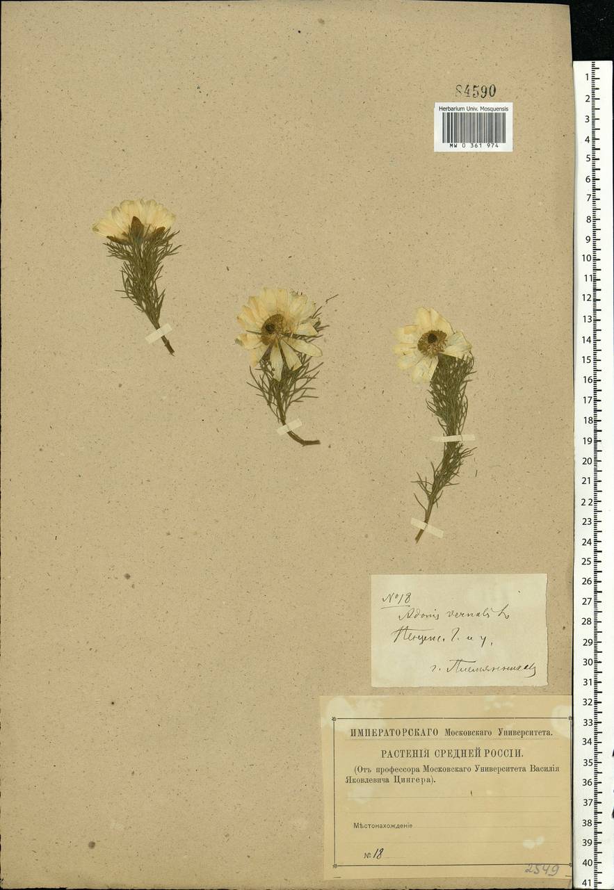 Adonis vernalis L., Eastern Europe, Middle Volga region (E8) (Russia)